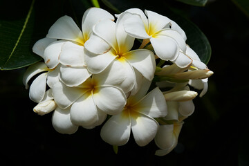 A branch of beautiful plumeria alba flowers