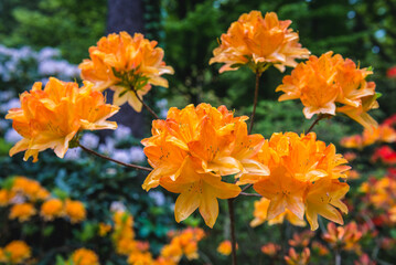 Close up on a shrub of orange rhododendrons in the garden