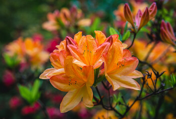 Close up on a shrub of orange rhododendron flower in the garden