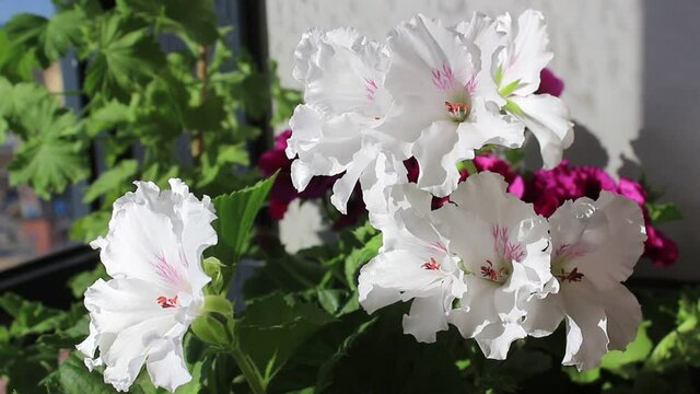 Royal Pelargonium Grandiflora Mona Lisa with large white flowers and green leaves on the background of other flowering Pelargonium plants in the greenhouse