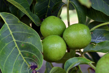 Green walnuts on the branch of the walnut tree in the shell. Sunny spring day.
