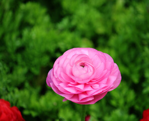 Pink Persian Buttercup Flower. Ranunculus asiaticus. Sydney