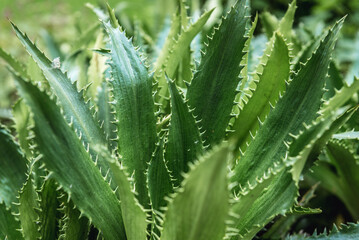 Agave Leaved Sea Holly plant - Eryngium bromeliifolium