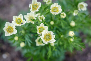 Close up on a narcissus anemone flowers in the garden