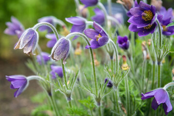 Close up on a violet pasque flowers variety Pulsatilla campanella