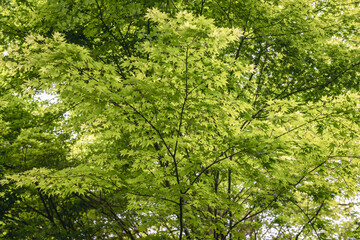 Green leaves of Smooth Japanese Maple - Acer palmatum tree