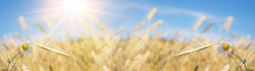 Agriculture background - Landscape panorama of summer grain barley field and real camomile ( Matricaria chamomilla L. ) flower herb, under blue cloudy sky with sunshine in Germany