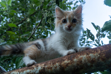 Cute fluffy three-color cat in the grass in garden