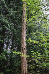 Metasequoia tree also called dawn redwood