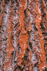 Details of bark of Wilson poplar tree