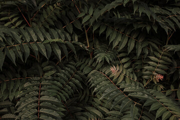 Lush greenery, dark jungle background 