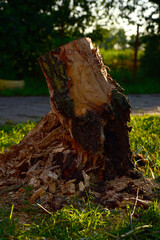 stump from a tree destroyed by a hurricane in the yard of the house