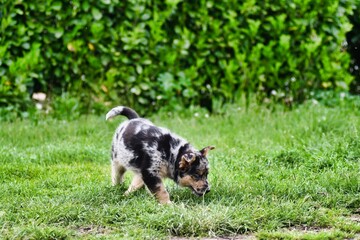 dog on grass, photo as a background , australian german shepard sheperd dog