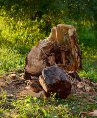 stump from a tree destroyed by a hurricane in the yard of the house