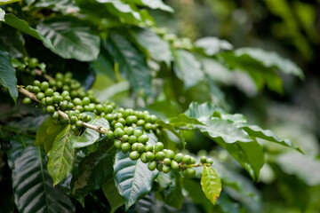 coffee tree branch with lots of green berries, closeup