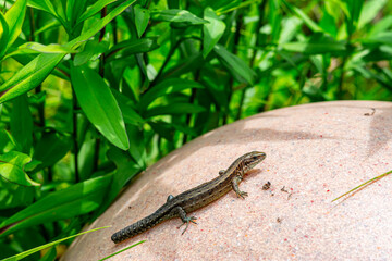 True Lizard