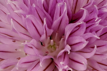 Chives (Allium schoenoprasum). Inflorescence Detail Closeup