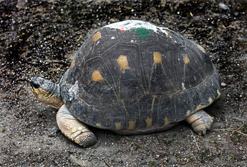 Radiated tortoise. Latin name - Astrochelys radiata