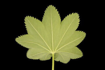 Common Lady's Mantle (Alchemilla vulgaris). Leaf Closeup