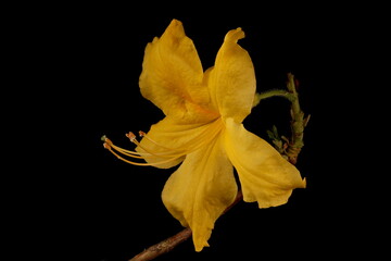 Hybrid Rhododendron (Rhododendron x hybridum, cv. 'Anneke'). Flower Closeup