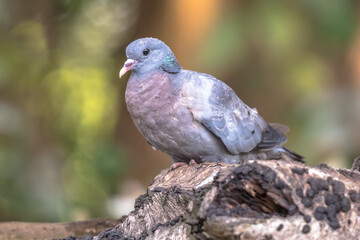 Stock dove in forest