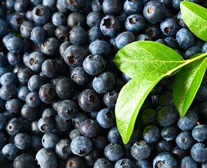 Many ripe blueberry. Natural background.