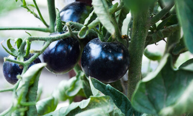 Black tomatoes in the garden. An unusual variety of tomatoes.