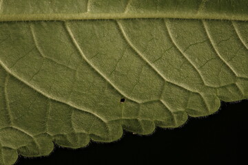 Betony (Stachys officinalis). Leaf Detail Closeup