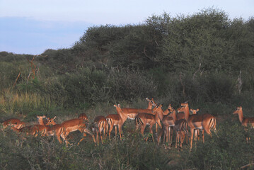 Naklejka na ściany i meble Africa- Wildlife- A herd of Wild Impala Grazing in the Bush