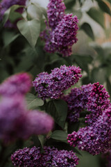 Lilac flowers