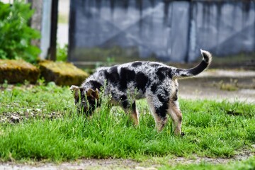 dog in the grass, photo as a background , australian german shepard sheperd dog