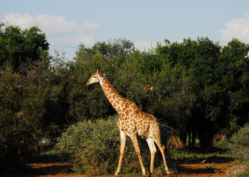 Africa- Wildlife- Close Up of Giraffes Feeding on Acacia Bushes