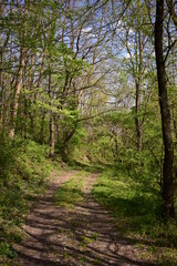 spring walking trail. dirt road through the forest
