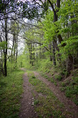 Fototapeta na wymiar spring walking trail. dirt road through the forest