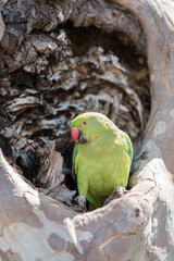 Perruche à Collier nichant dans un arbre à Séville, Espagne