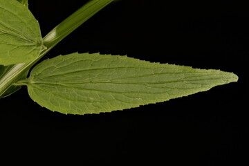 Spiked Rampion (Phyteuma spicatum). Cauline Leaf Closeup