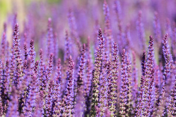 fleur sauvage violette poussant en grappe