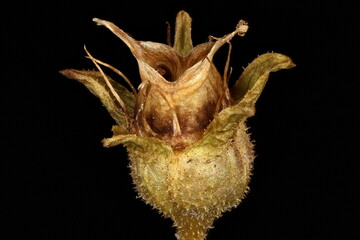 Tufted Saxifrage (Saxifraga cespitosa). Mature Fruit Closeup