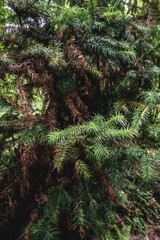 China fir tree in the cypress family, Cunninghamia lanceolata