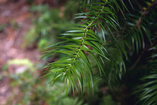 Details of a leaves of China fir tree in the cypress family, Cunninghamia lanceolata
