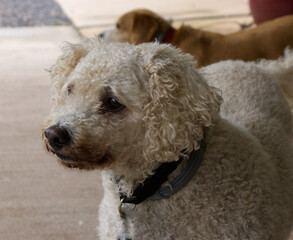 A Curly Haired White Dog 