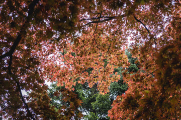 Redleaved variety of Smooth Japanese Maple tree - Acer palmatum