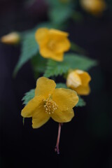 Deep Yellow Flowers of Japanese Kerria in Full Bloom