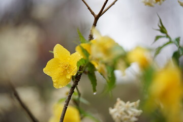 Deep Yellow Flowers of Japanese Kerria in Full Bloom