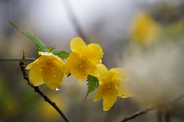 Deep Yellow Flowers of Japanese Kerria in Full Bloom