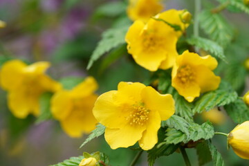Deep Yellow Flowers of Japanese Kerria in Full Bloom