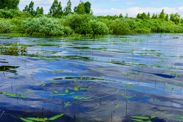 The water in the lake reflects the colors of the sky against the background of green bushes