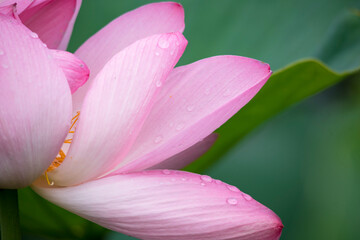 Lotus  pink flower   center of a flower