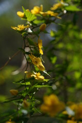 Deep Yellow Flowers of Japanese Kerria in Full Bloom