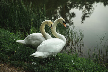 Two swans are sitting by the lake. Symbol of love and loyalty